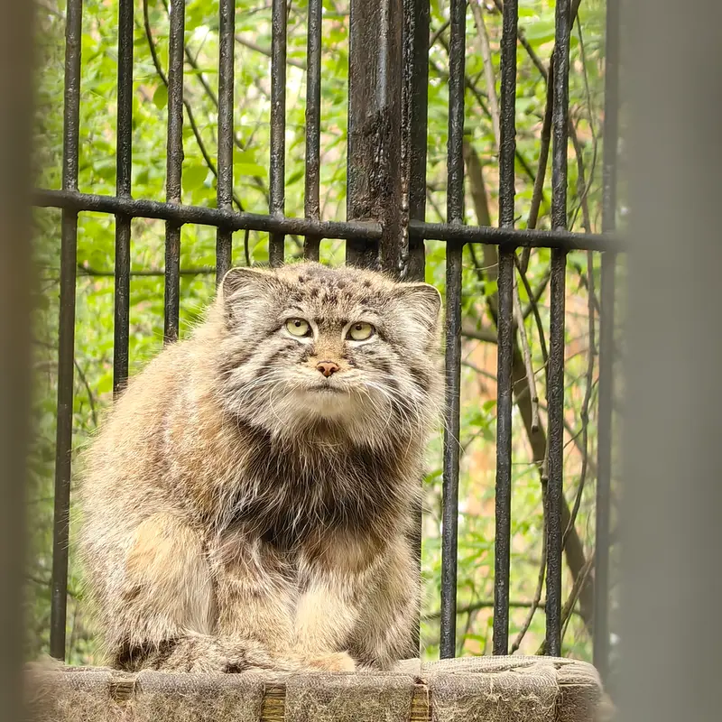 A photograph of Sylvester in Novosibirsk Zoo