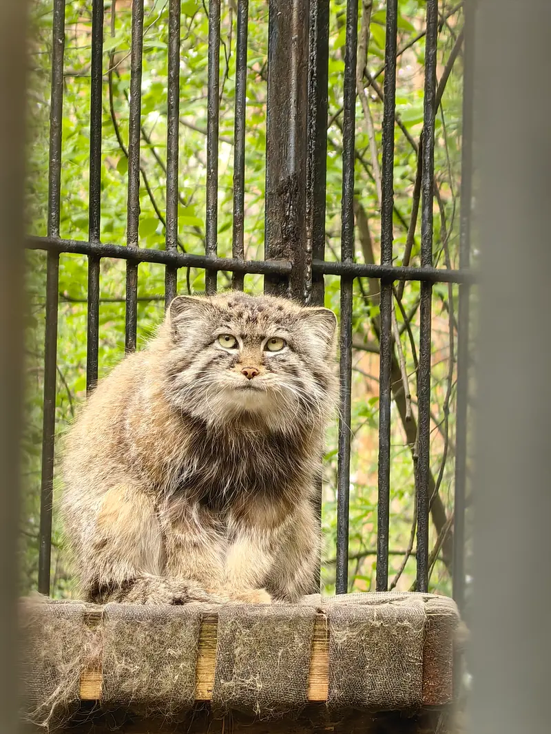 A photograph of Sylvester in Novosibirsk Zoo
