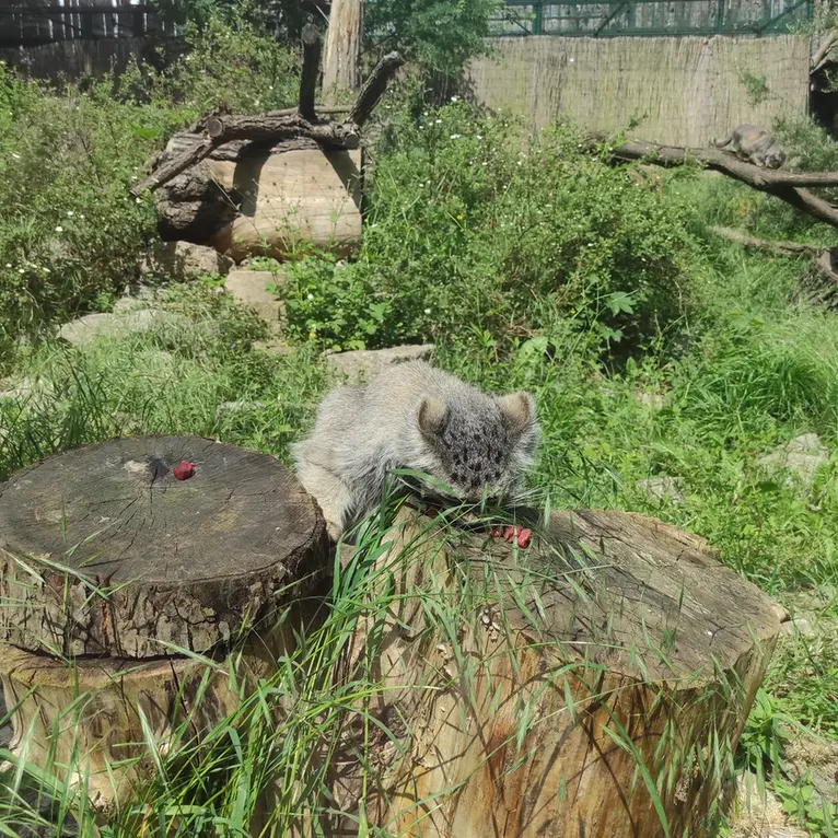 A photograph of Zarina in Wrocław Zoo