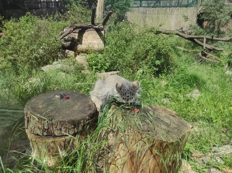 A photograph of Zarina in Wrocław Zoo