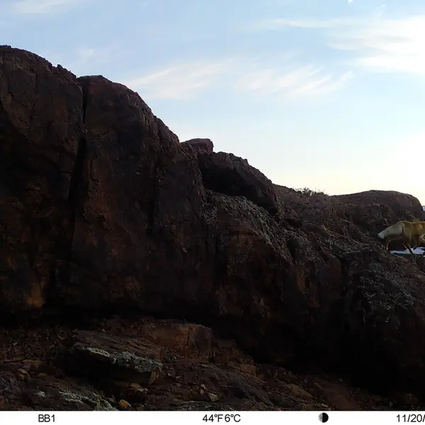 A photograph of Red fox from Aktas-Kunkora camera trap
