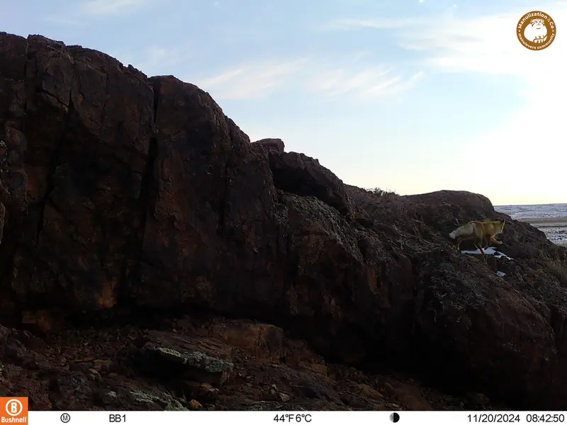 A photograph of Red fox from Aktas-Kunkora camera trap