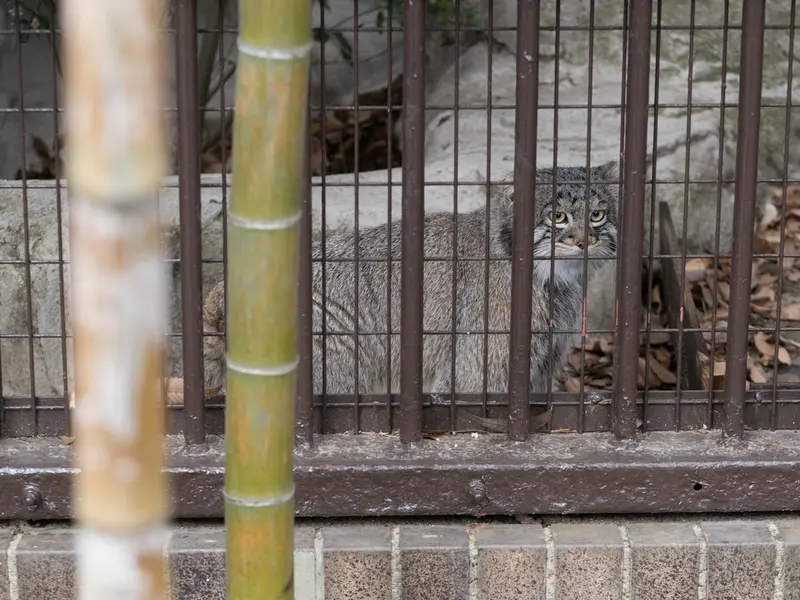 A photograph of Figa in Nogeyama Zoo