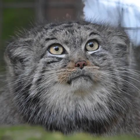 Bella the Pallas's cat from Banham Zoo