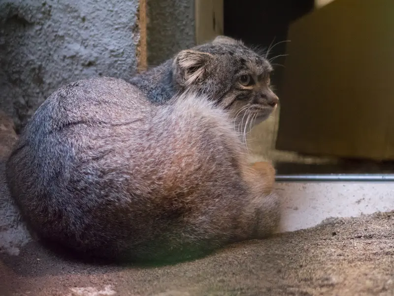 A photograph of Figa in Nogeyama Zoo