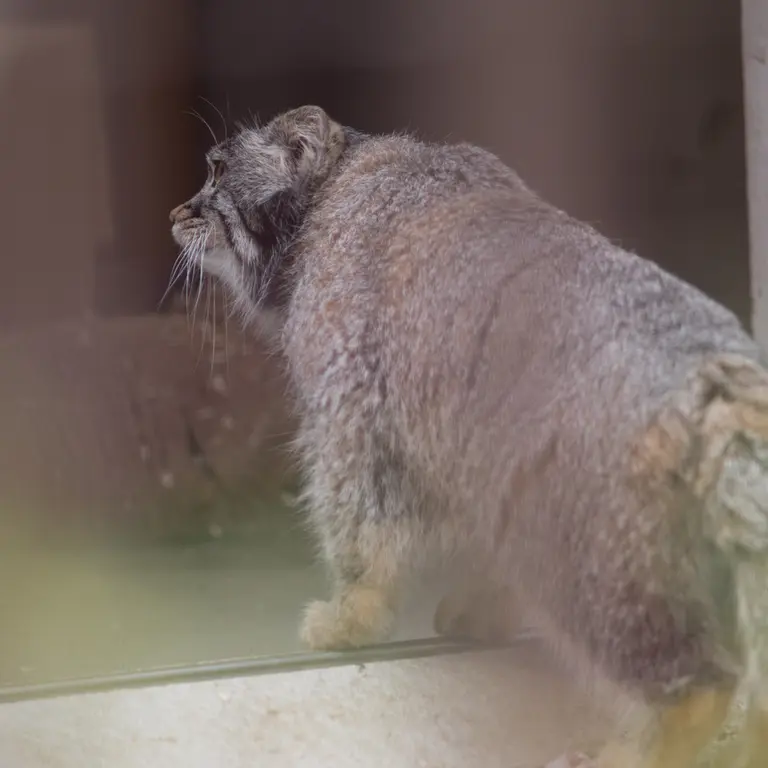 A photograph of Figa in Nogeyama Zoo