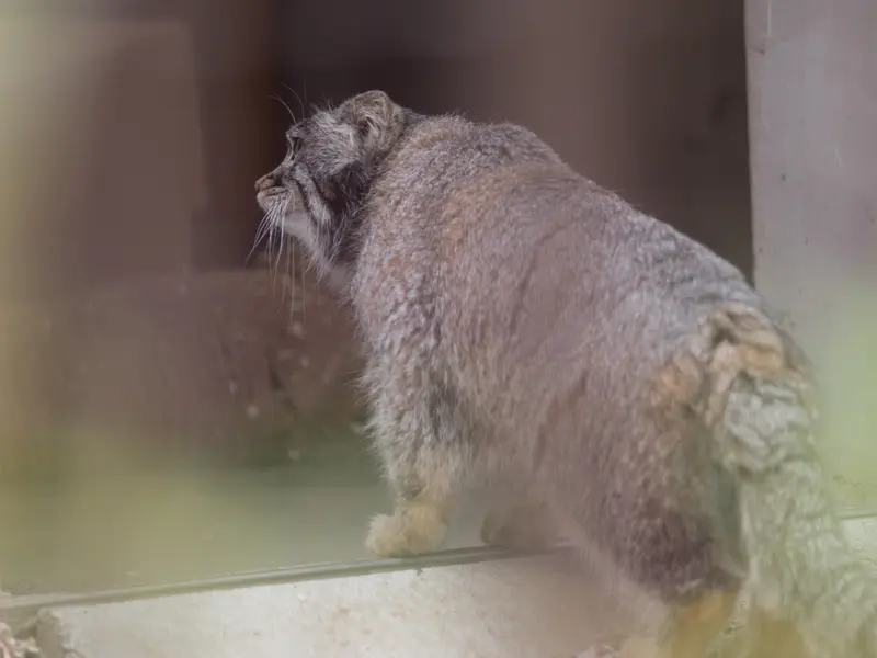 A photograph of Figa in Nogeyama Zoo