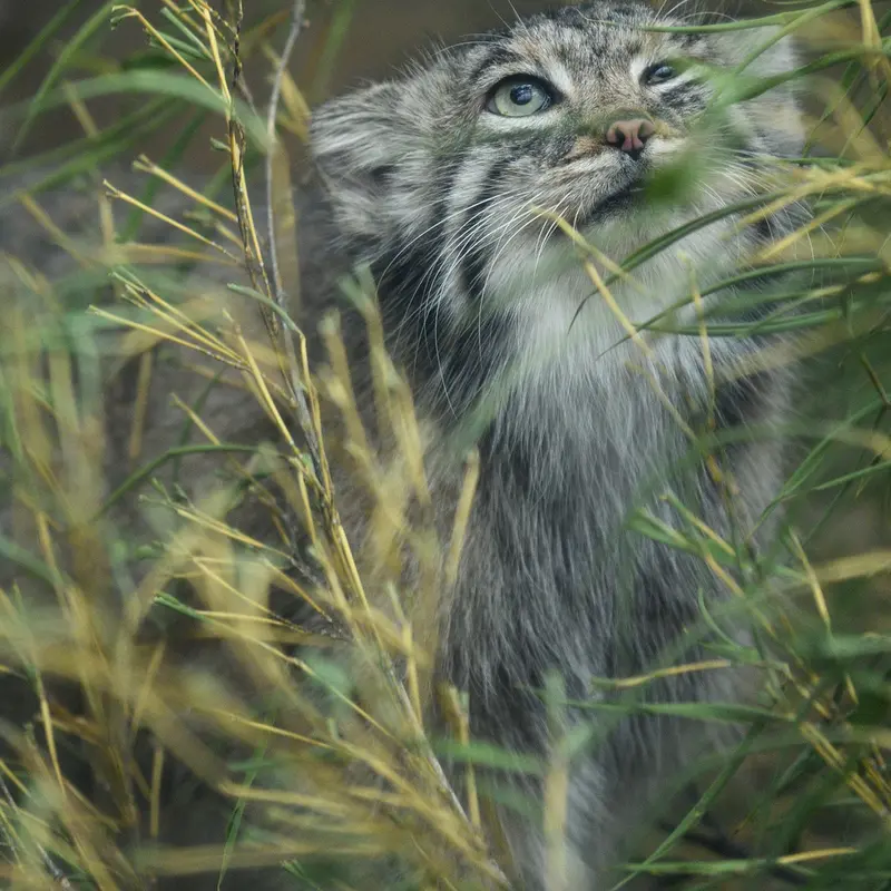 A photograph of Az in Kobe Animal Kingdom
