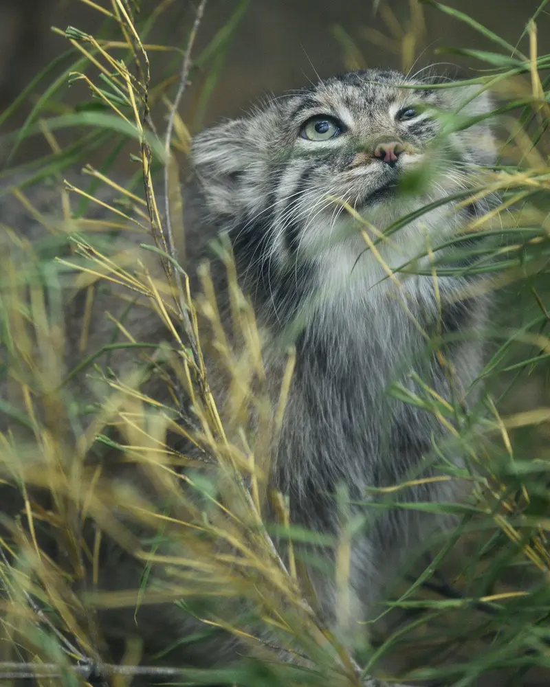 A photograph of Az in Kobe Animal Kingdom