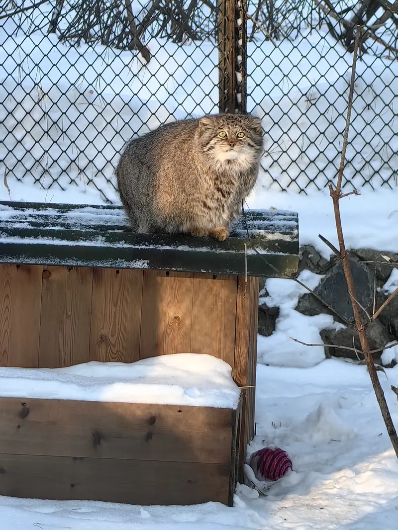 A photograph of Mia in Novosibirsk Zoo