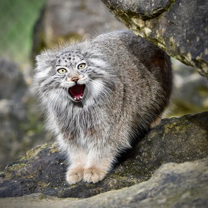 A photograph of Namuu in Port Lympne Wild Animal Park