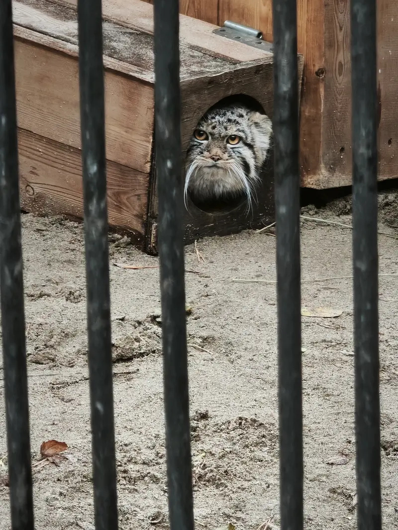 A photograph of Daughter of Eve b. 2026 Ⅴ in Novosibirsk Zoo