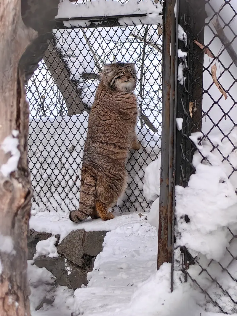 A photograph of Achi in Novosibirsk Zoo