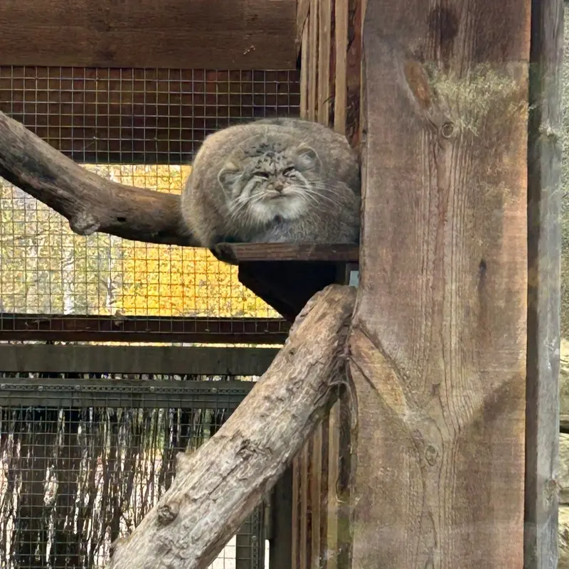 A photograph of a Pallas's cat