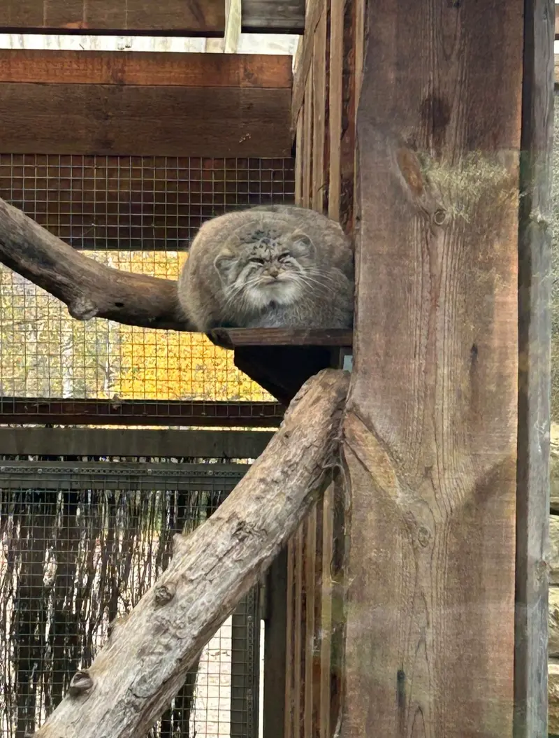 A photograph of a Pallas's cat