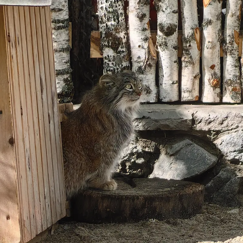 A photograph of Snezhinka in Novosibirsk Zoo