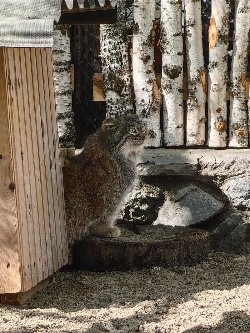 A photograph of Snezhinka in Novosibirsk Zoo
