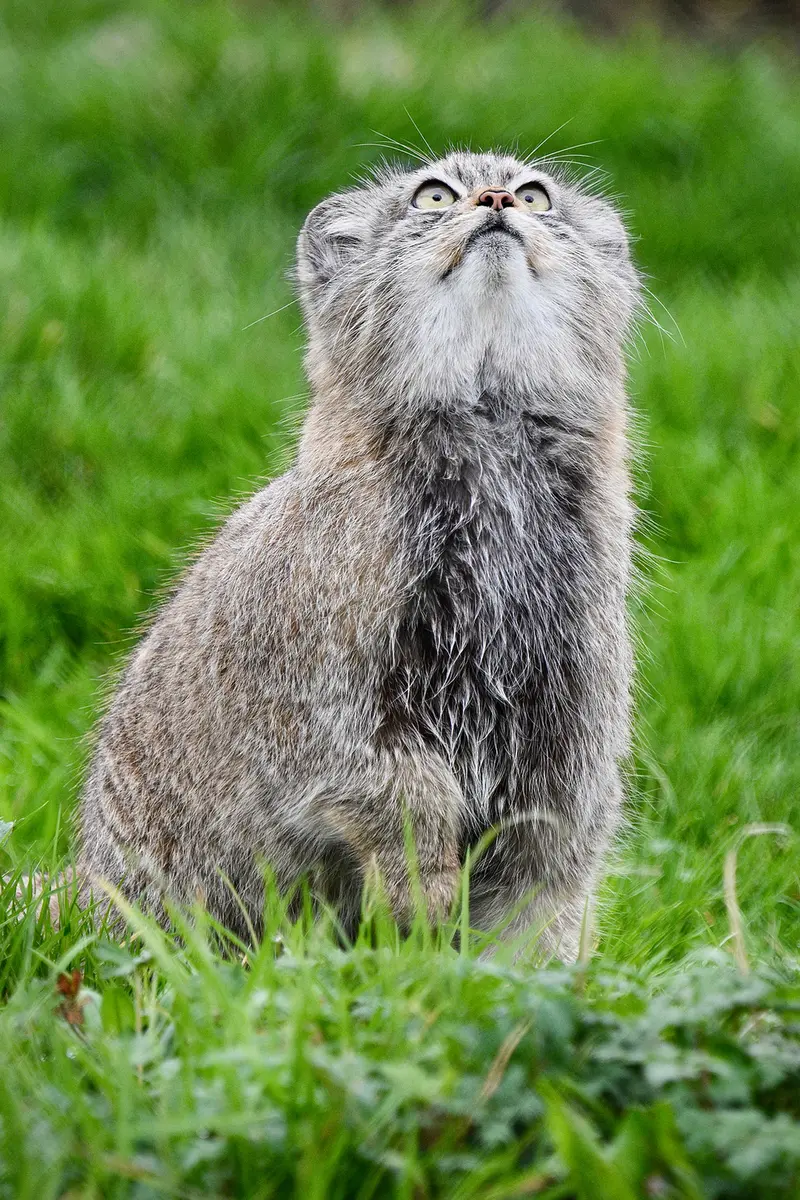 A photograph of Kharaa in Port Lympne Wild Animal Park