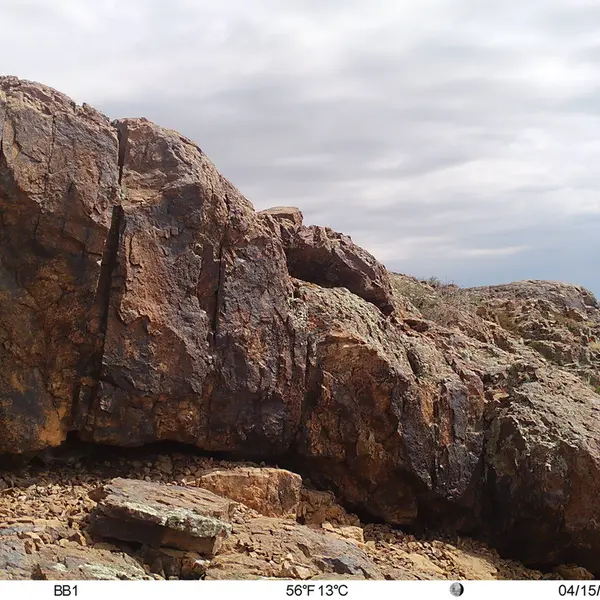 A photograph of Flat-headed vole from Aktas-Kunkora camera trap