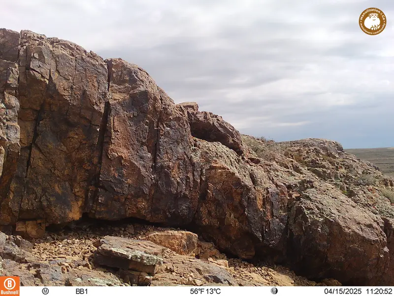 A photograph of Flat-headed vole from Aktas-Kunkora camera trap