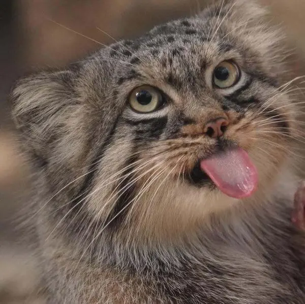 A photograph of a Pallas's cat