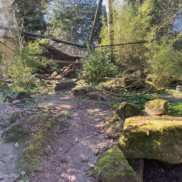 A photograph of a Pallas's cat in Rotterdam Zoo