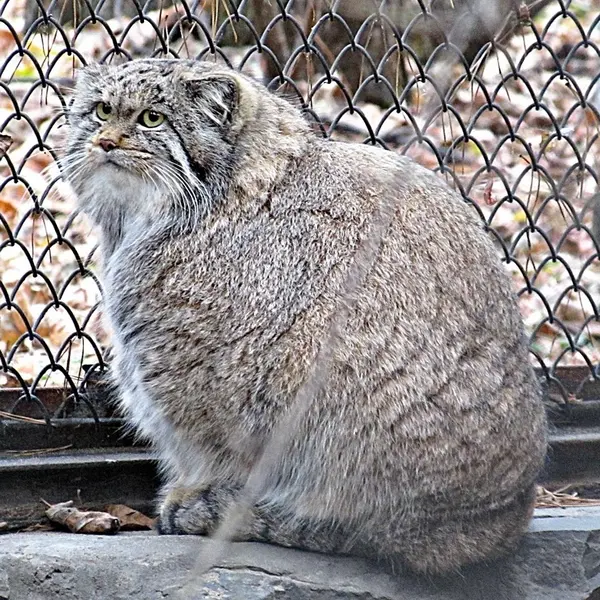 A photograph of Mia in Novosibirsk Zoo