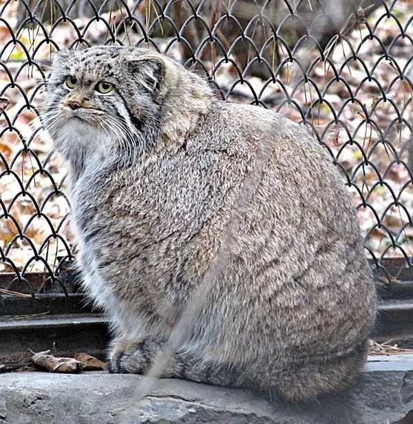 A photograph of Mia in Novosibirsk Zoo