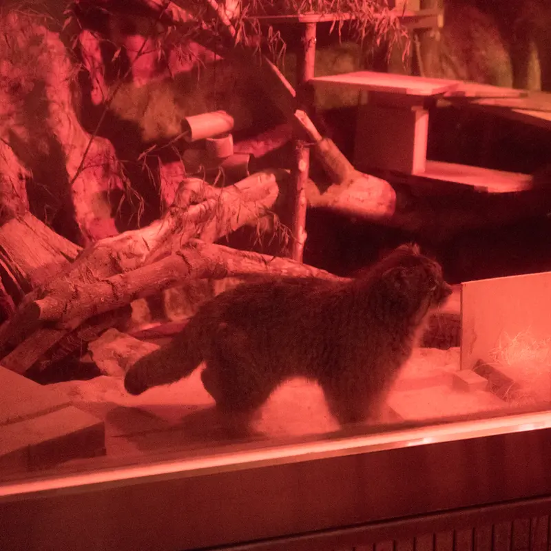 A photograph of Naim in Ueno Zoological Gardens