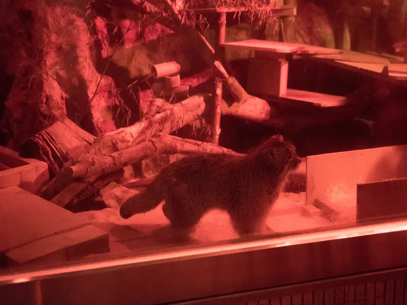 A photograph of Naim in Ueno Zoological Gardens