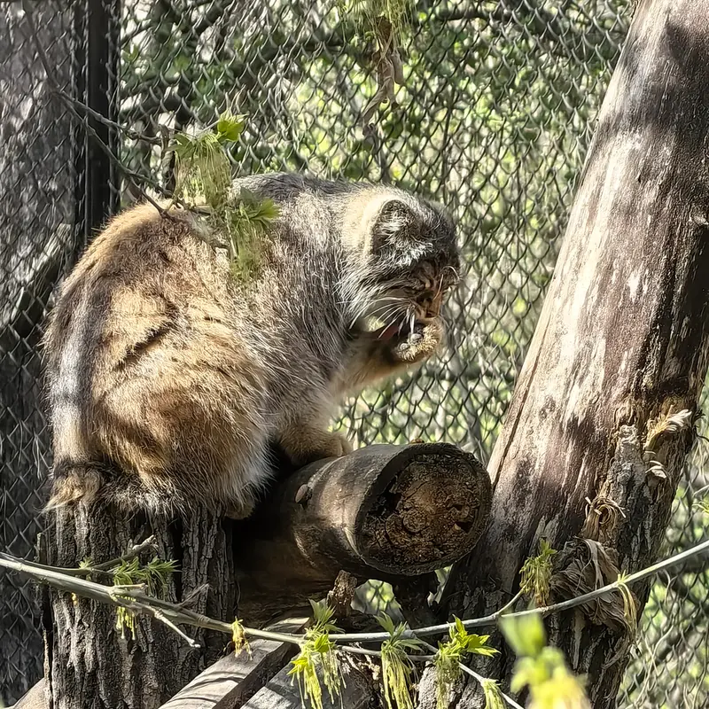 A photograph of Zosya in Novosibirsk Zoo