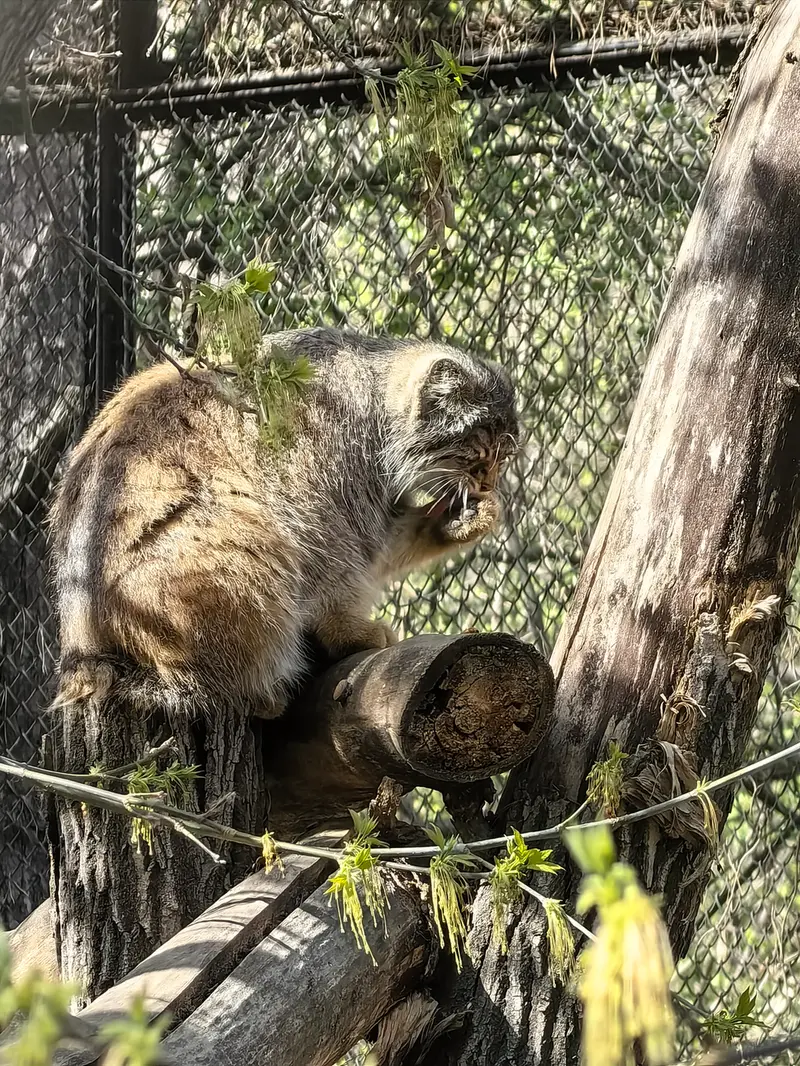 A photograph of Zosya in Novosibirsk Zoo