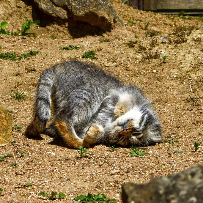 A photograph of Atlan in Port Lympne Wild Animal Park