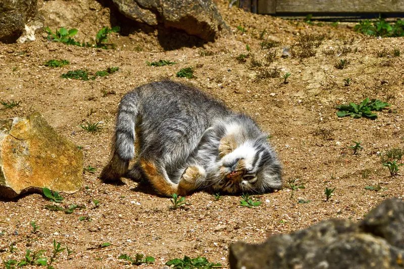 A photograph of Atlan in Port Lympne Wild Animal Park