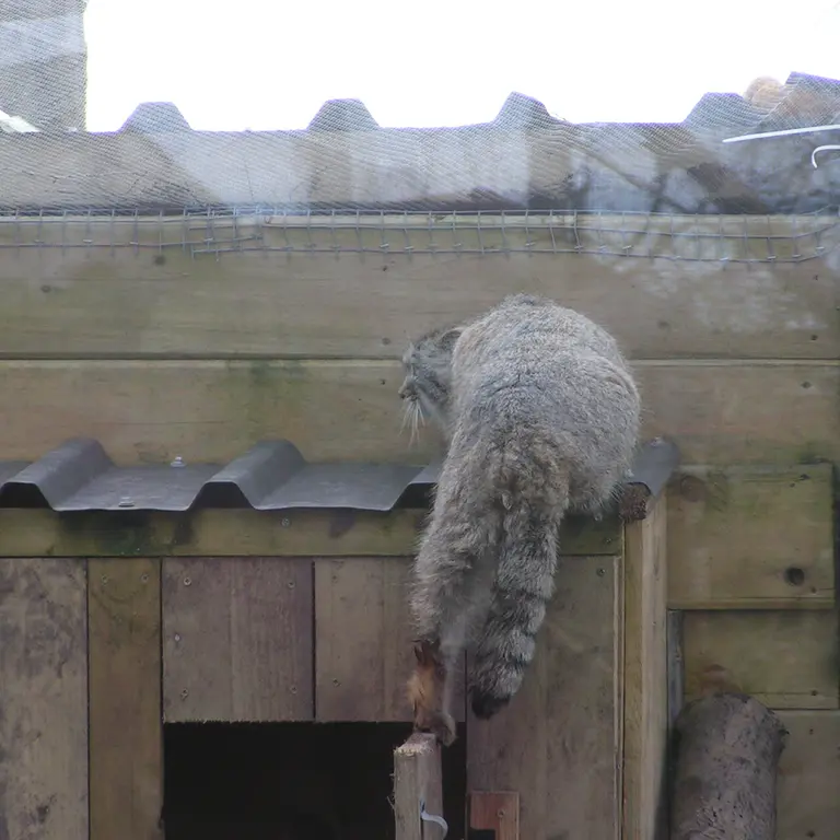 A photograph of Altai in The Lakeland Wildlife Oasis
