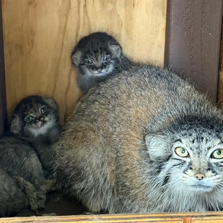 A photograph of Eevie, Kitten of Eevie b.2026 Ⅰ, Kitten of Eevie b.2026 Ⅱ, and Kitten of Eevie b.2026 Ⅲ in Niabi Zoo