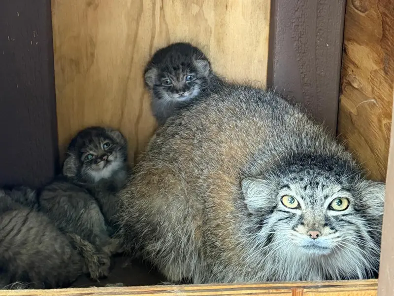 A photograph of Eevie, Kitten of Eevie b.2026 Ⅰ, Kitten of Eevie b.2026 Ⅱ, and Kitten of Eevie b.2026 Ⅲ in Niabi Zoo
