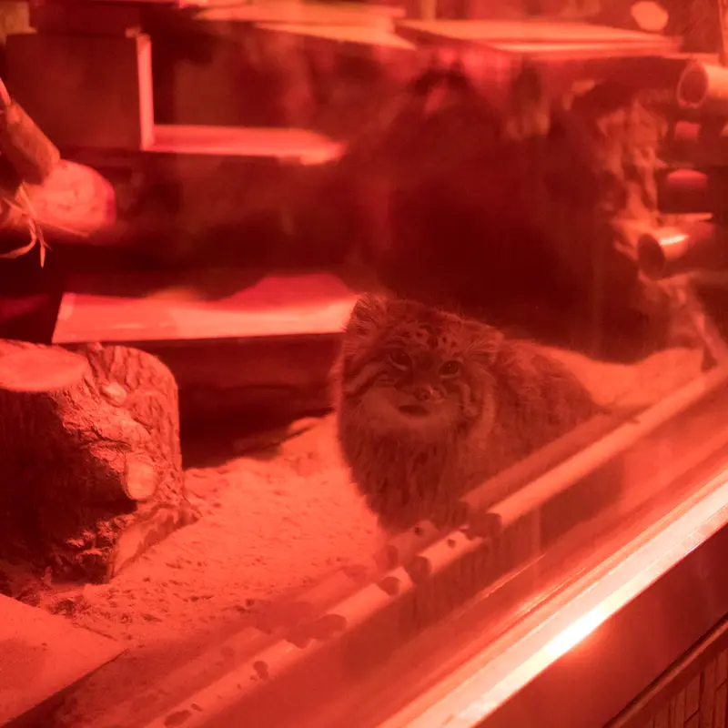 A photograph of Naim in Ueno Zoological Gardens
