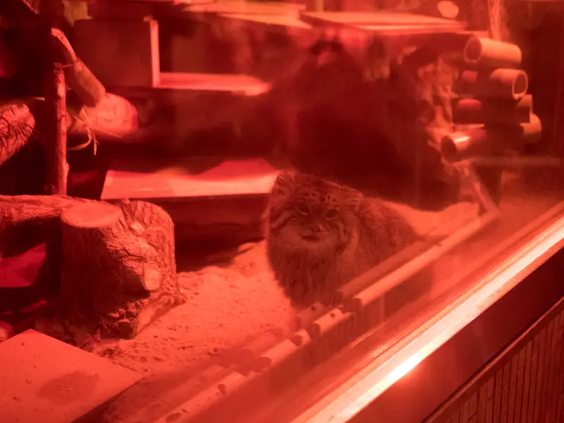 A photograph of Naim in Ueno Zoological Gardens