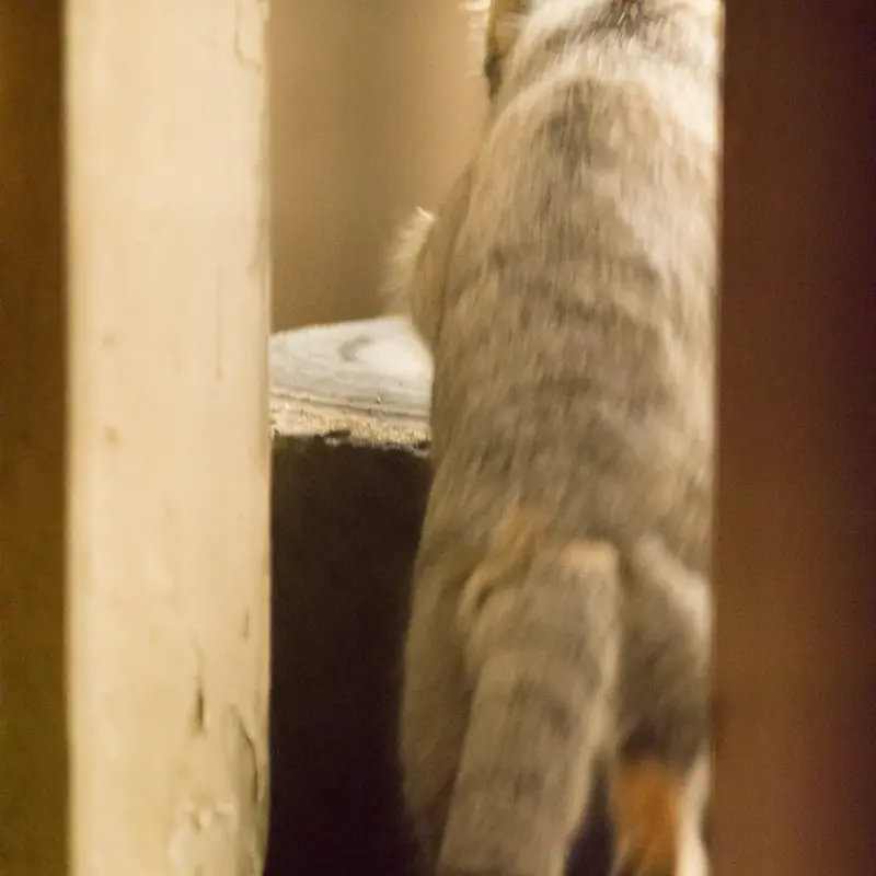 A photograph of Figa in Nogeyama Zoo