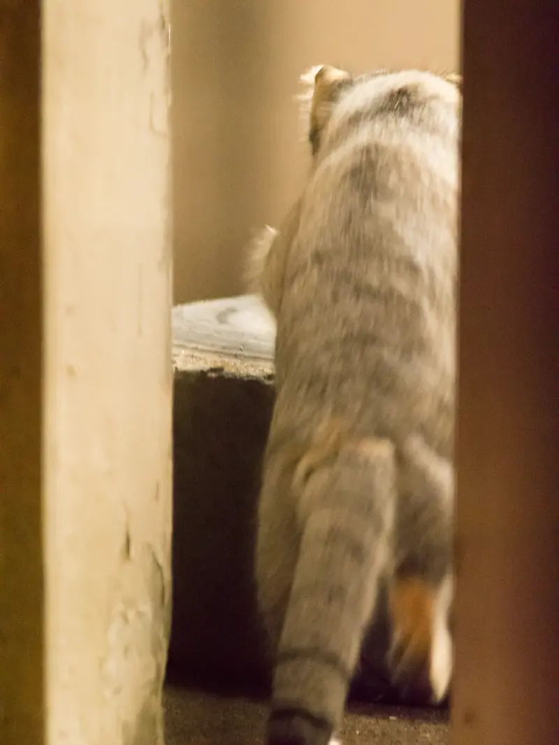 A photograph of Figa in Nogeyama Zoo