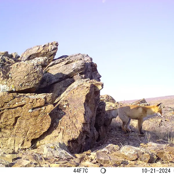A photograph of Red fox from Karashoky camera trap