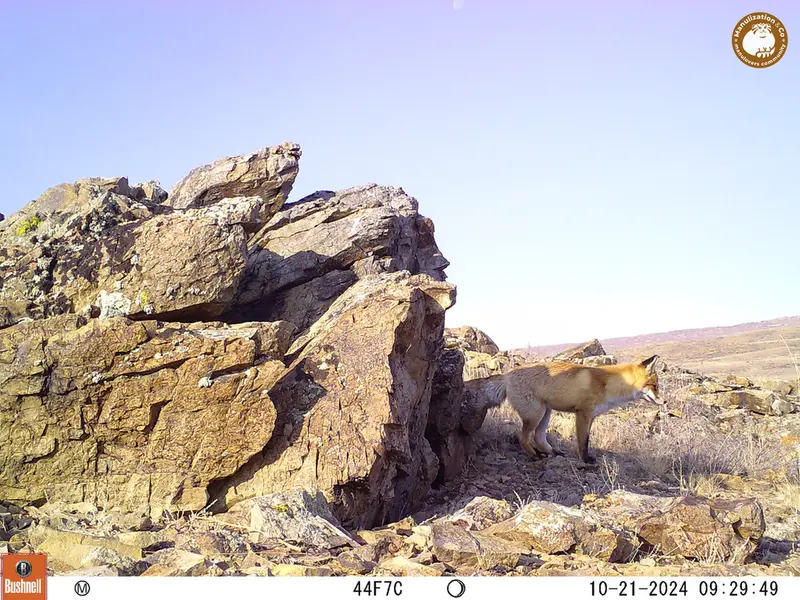 A photograph of Red fox from Karashoky camera trap