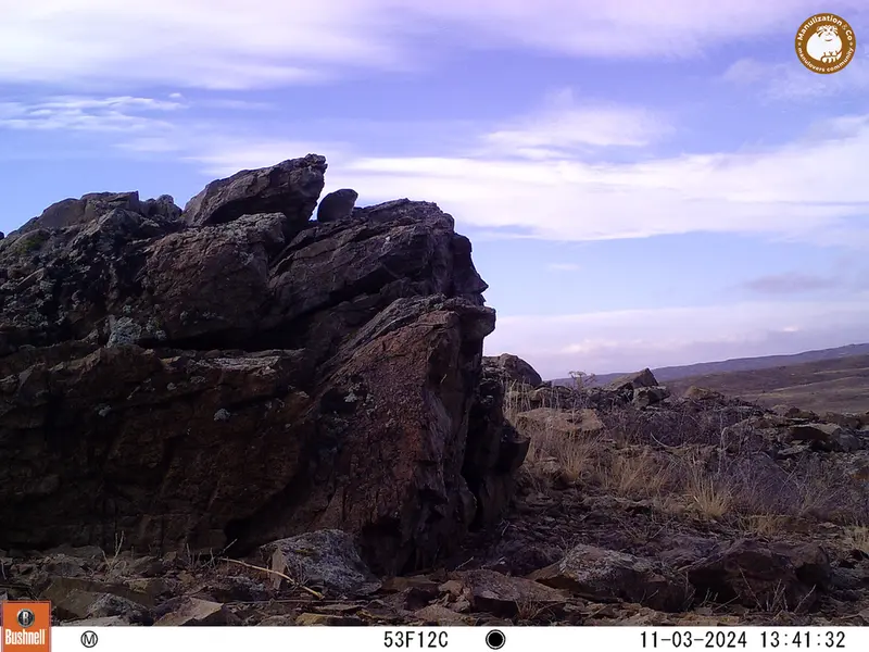 A photograph of Pika from Karashoky camera trap