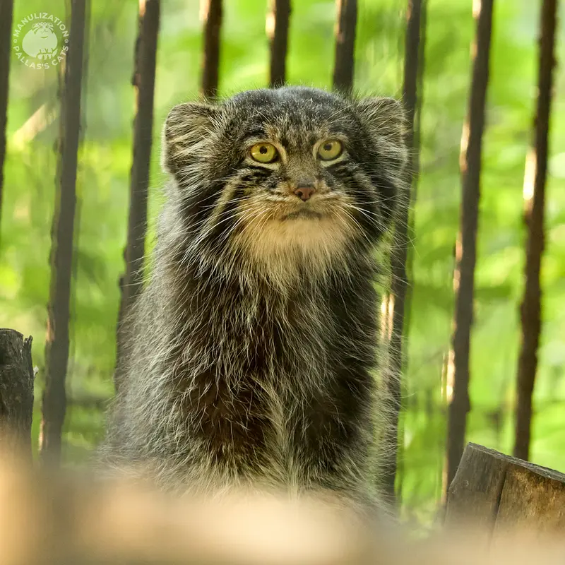 A photograph of a Pallas's cat