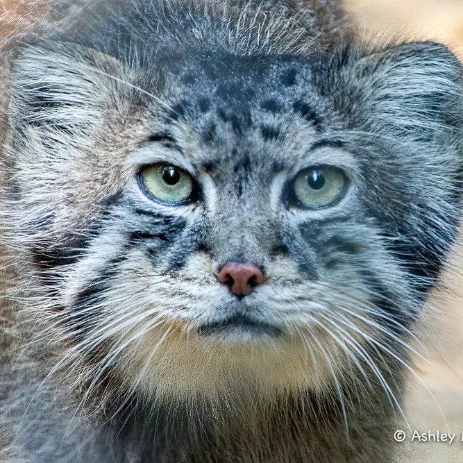 A photograph of Tull in Cotswold Wildlife Park and Gardens