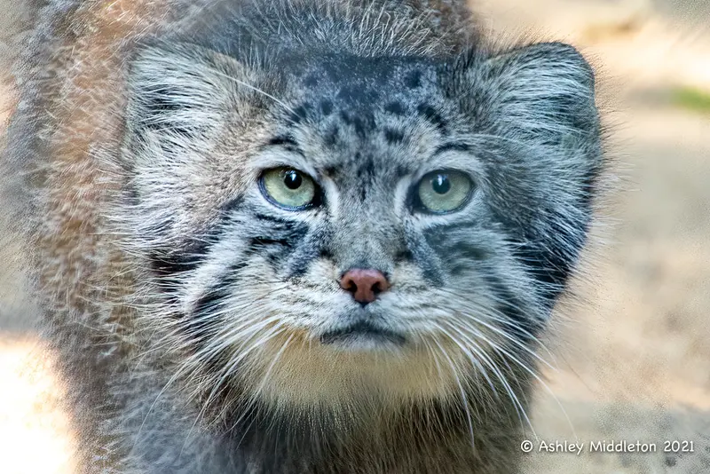 A photograph of Tull in Cotswold Wildlife Park and Gardens