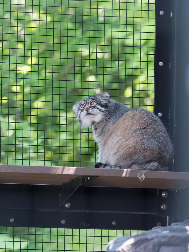 A photograph of Grusha in Asahiyama Zoo