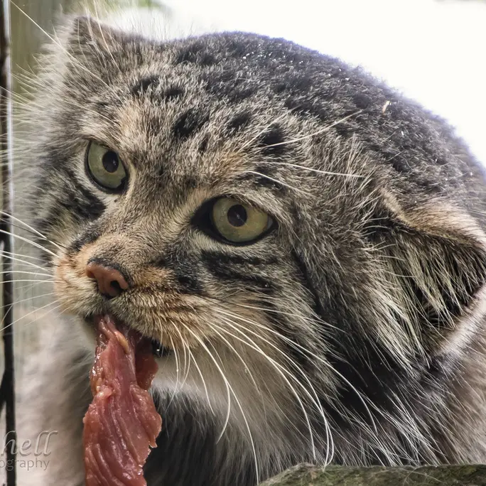 A photograph of Jethro in The Big Cat Sanctuary