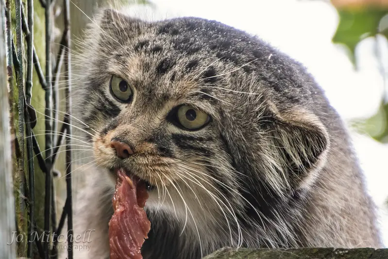 A photograph of Jethro in The Big Cat Sanctuary